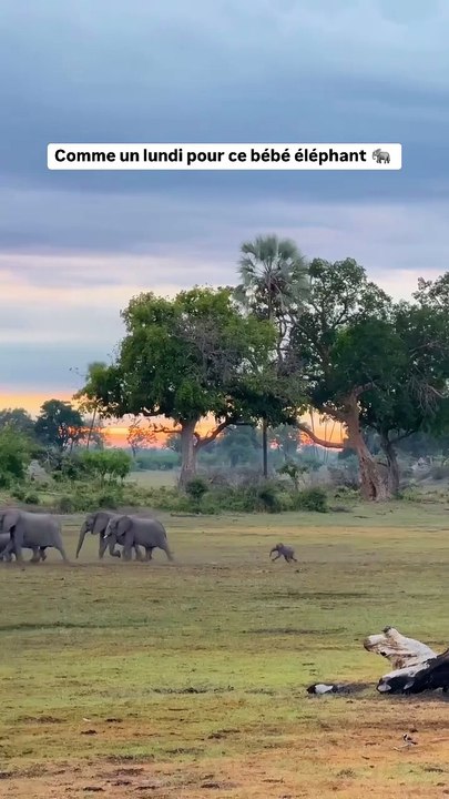 Avec ses petites pattes et son grand cœur, ce jeune éléphant s’aventure pas à pas dans l’immensité sauvage.