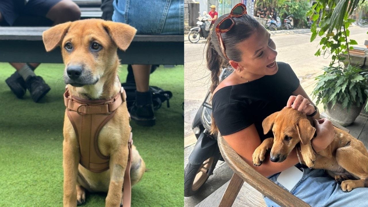 Brit finds dog in Bali - and is now trying to raise thousands to bring it home
