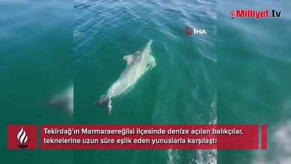 Tekirdağ'da balıkçılar fark etti!! Sürü halinde görüldüler, tekneyle yarıştılar