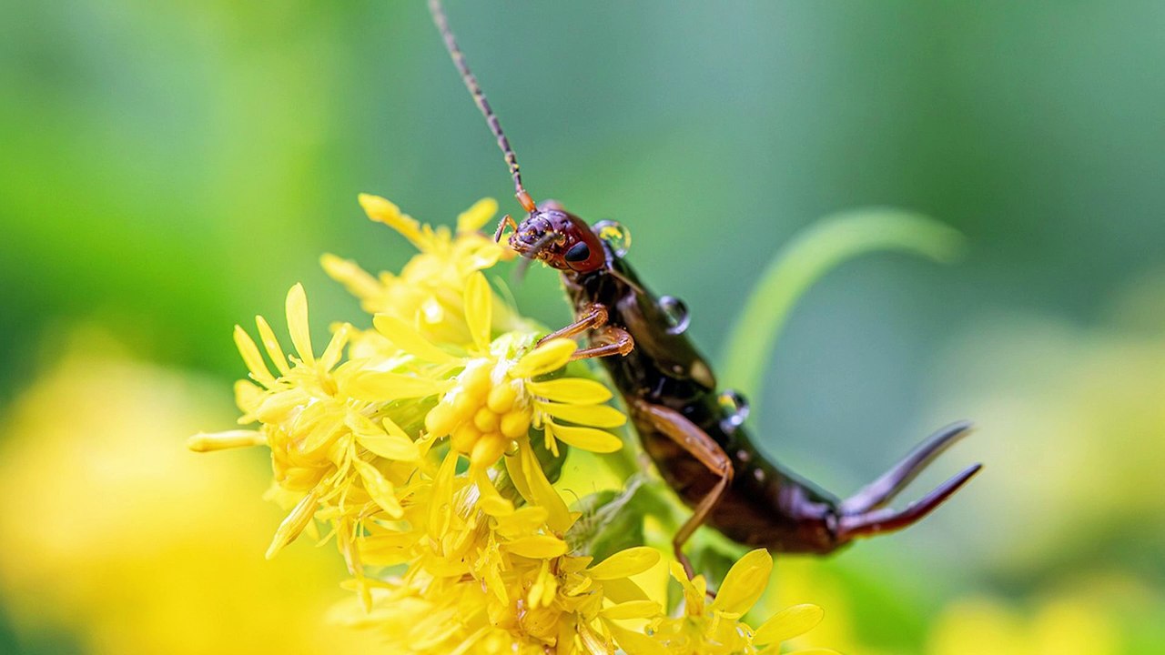 Ohrwurm oder Ohrkriecher der  unterschätzte Gartenhelfer und Schädlingbekämpfer