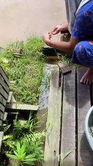 Mancing Ikan Sungai tanpa Joran