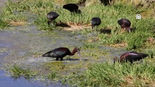Nesli tükenmekte olan kuş Sivas'ta ortaya çıktı