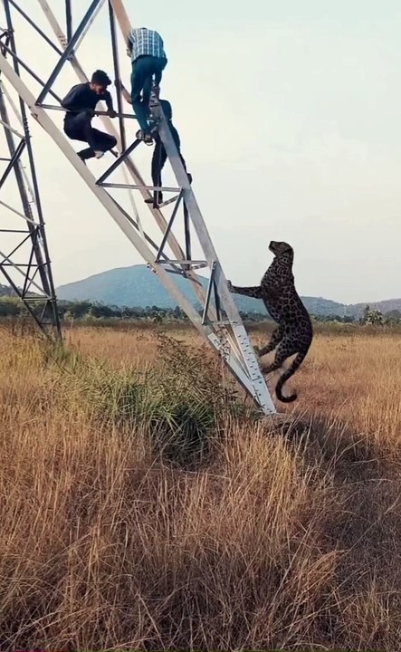 Tendua ne kiya attack