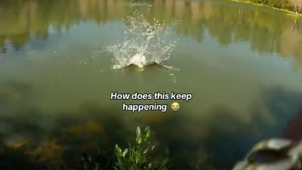 Glide bait fools wild bird who thinks it is real fish