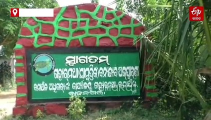 ଅଲିଭ ରିଡଲେ କଇଁଛର ୩୬୦୦ କିଲୋମିଟର ଯାତ୍ରା, ଗହୀରମଥାରେ ଟ୍ୟାଗିଂ, ଗୁହାଗଡ଼ରେ ଅଣ୍ଡାଦାନ