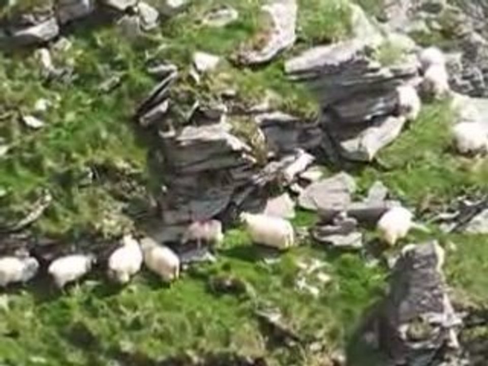 La Rhune / Col d'Ignace : des moutons