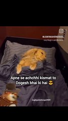 Le bhai fir moot diya apni kismat pe