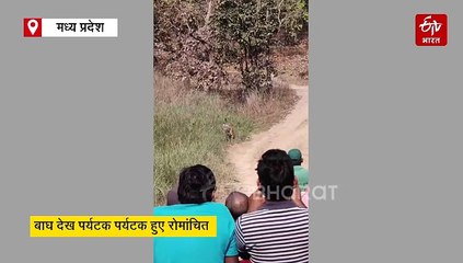 सीधी में जिप्सी के पास अचानक आया बाघ, पर्यटकों की बंधी घिग्घी