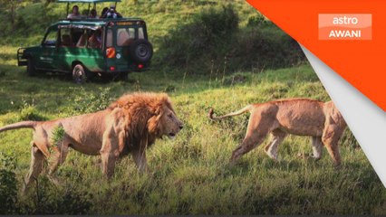 Remaja perempuan 14 tahun dibaham singa