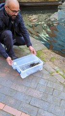 Ducklings reunited with mother duck
