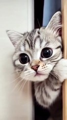 Although the kitten is cute, she still lost her temper after repeated teasing.