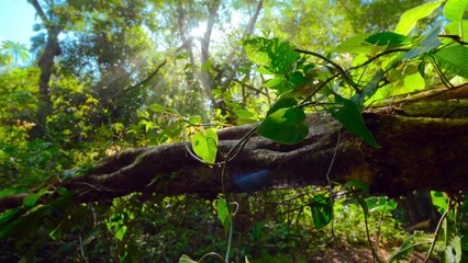 I Segreti Degli Animali S01e03 L'arte Dell'autodifesa