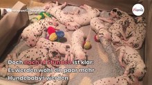 „Absoluter Wahnsinn!“: Tierarzt fehlen die Worte nach XXL-Geburt von Dalmatiner-Welpen