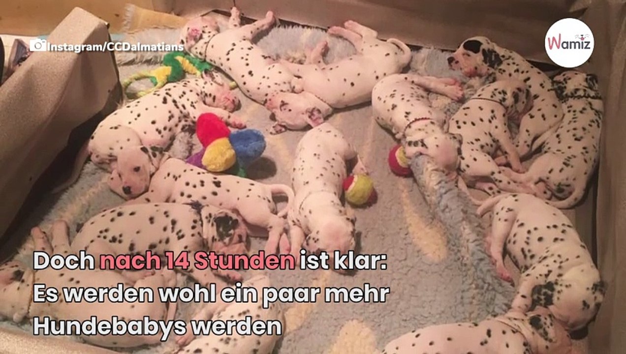 „Absoluter Wahnsinn!“: Tierarzt fehlen die Worte nach XXL-Geburt von Dalmatiner-Welpen