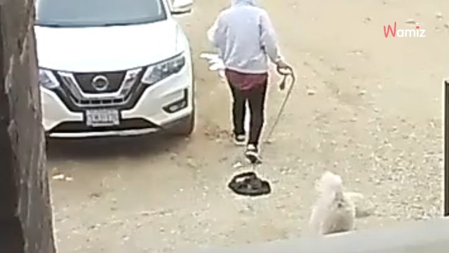 Il laisse son frère promener son chien : la promenade prend une tournure hilarante (vidéo)