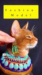 Saleemoffical presentation - fashion model #cat