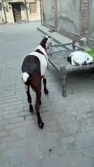 Rajanpuri Ablak Goat for Sale in Lahore – Majestic Size and Stunning Beauty