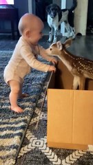 This little deer has a tender heart and abundant kisses.
