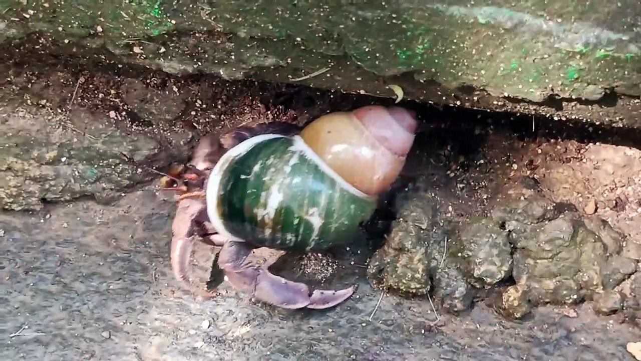 shell
