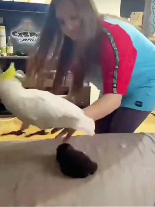 Amazing animal