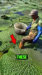 Japan’s giant fruit can make you Rich