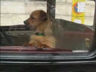 Un garde dissuasif drole funny chien