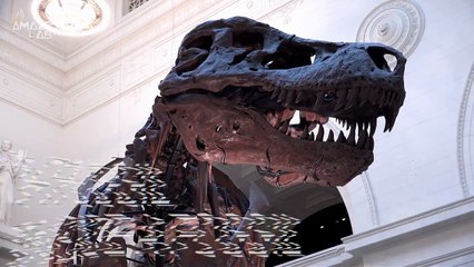 A Discovery Unlike Any Other! A Fossil Inside a T-Rex Reveals What It Had for Lunch