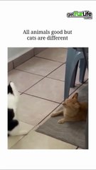Instant Mood Boost! 😜 Hilarious Fails & Pranks to Brighten Your Day