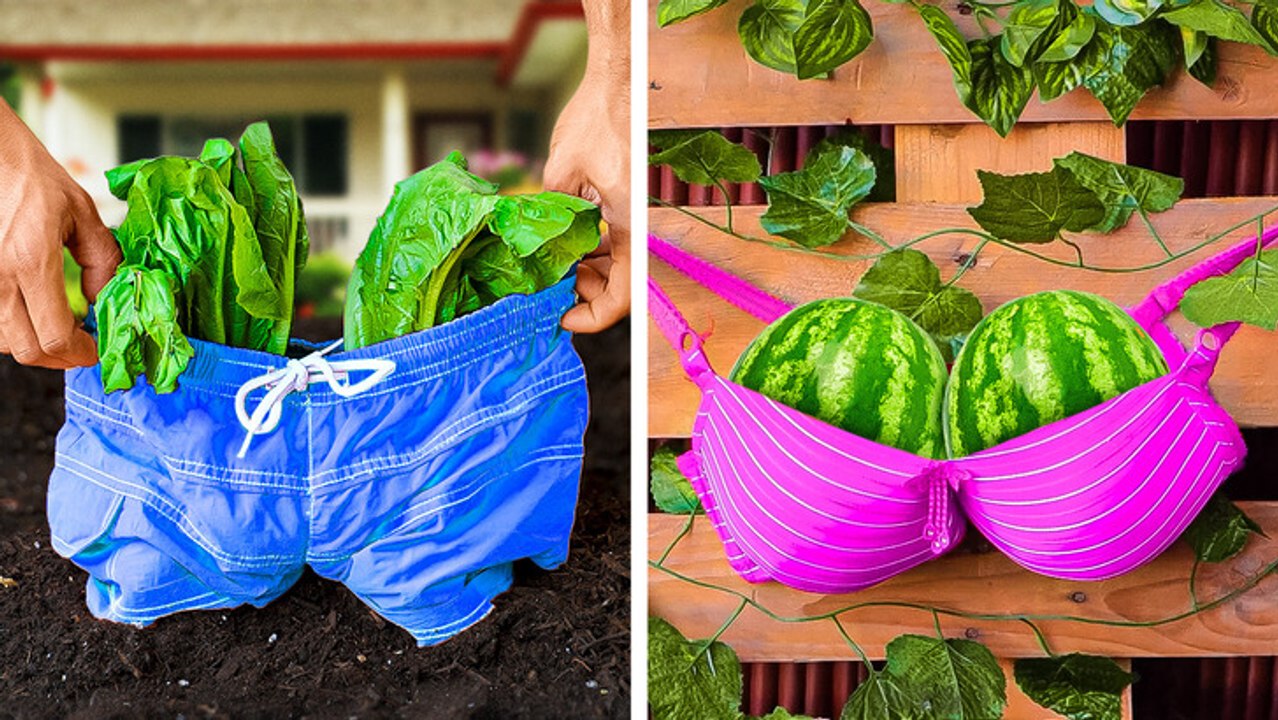 Façons créatives de cultiver des plantes et des fruits exotiques dans votre jardin 🌱🌹🍉🍈