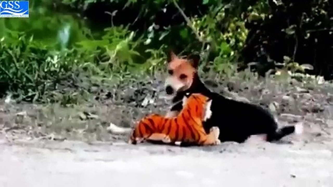 FAKE TIGER VS DOGS