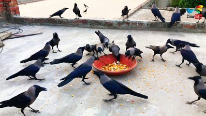All types of crow sound - Black Shine Crow Sound | Crow bird Fight for Cheese & Salty in Morning P-4