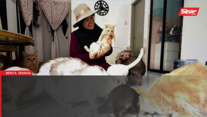 31 ekor kucing peneman warga emas di rumah