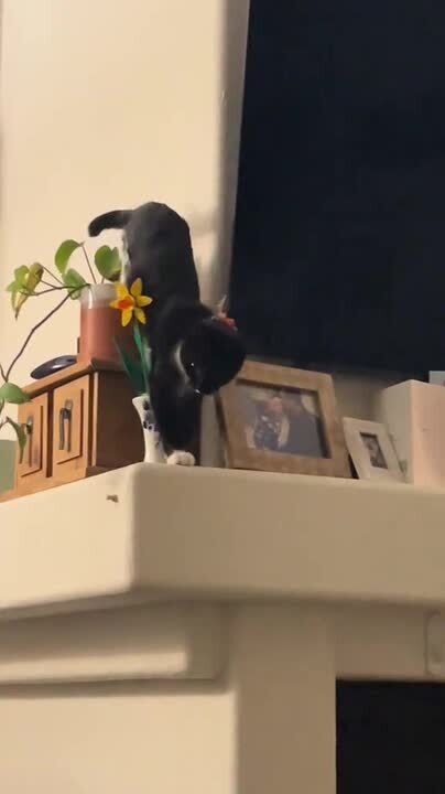 Cat Climbs off Small Slab and Unintentionally Knocks Some Items Down With Her