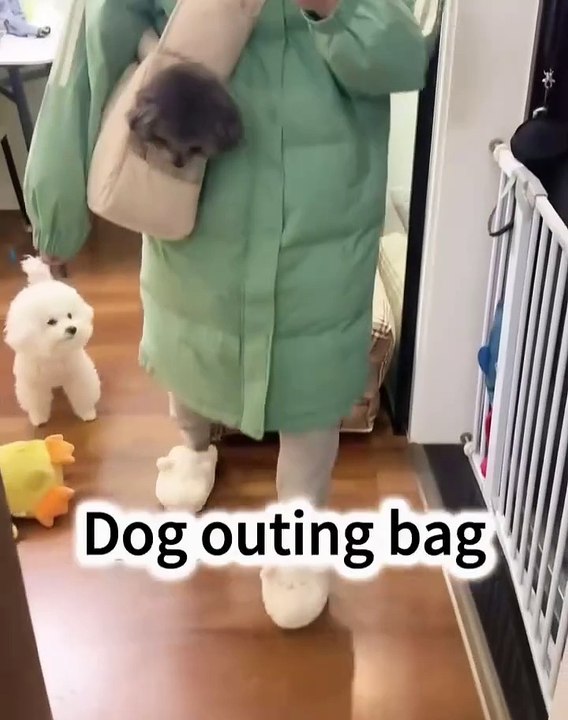 🐾 Welcome to the ultimate gathering of furry cuteness with #DogsOfInstagra