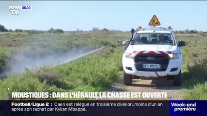 Moustiques: des opérations de démoustication commencent dans l'Hérault