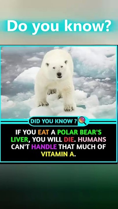 Polar Bear Liver = Instant Regret (And Death)