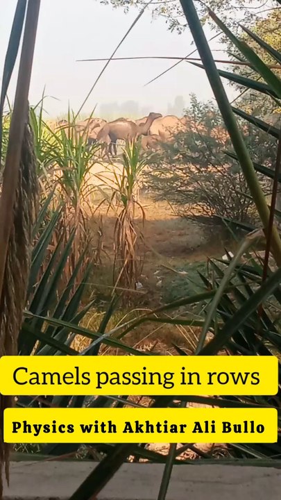 Camels in row