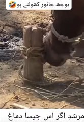 #Animalshort#shortviral#mirpurvilog#dailymotion#entrtainment#