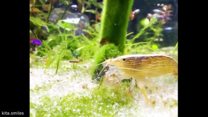 Praying Mantis Fights Off Snake