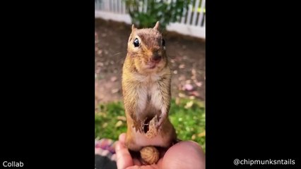 Spiderman Ignores Police Officer