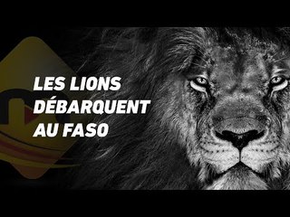 Les lions débarquent à Ouagadougou pour le Fespaco.
