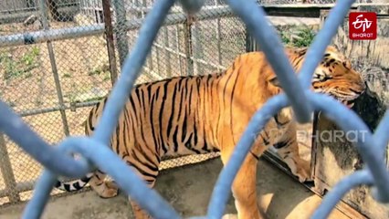 Tigers Abandoned As Cubs, Blessed With Home In Ranibagh Rescue Centre