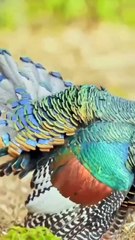 All video about birds life and hunting birds etc