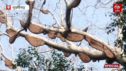 ৰৈ যা বাটৰুৱা চাই যা মোক... ! দেওপাহাৰত হাজাৰ হাজাৰ উৰণীয়া মৌৱে যেন এনেকৈয়ে গুঞ্জৰে !