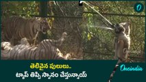 Tiger  - వేసవి ధాటికి విలవిలలాడుతున్న పులులు  | Nahargarh Biological Park | Oneindia Telugu
