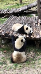 20- The cute panda's daily life 🐼   #Panda #Lovely