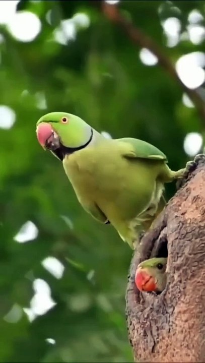 All video about birds life and hunting birds etc