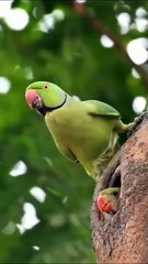 All video about birds life and hunting birds etc