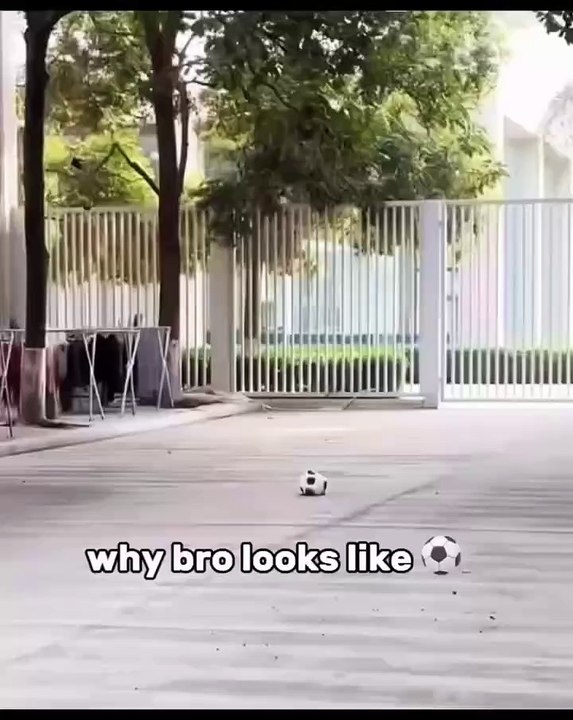 🐾 Welcome to the ultimate celebration of our furry friends in the viral wo