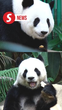 Giant pandas Fu Wa, Feng Yi to return to China next month